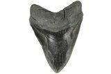Serrated, 6.10" Fossil Megalodon Tooth - 50 Foot Shark! - #203030-1